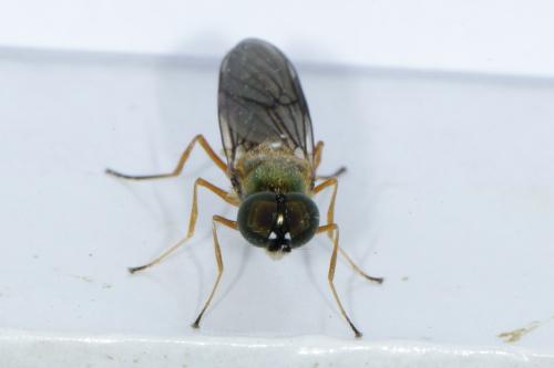 Sargus bipunctatus